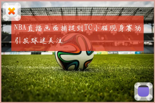 NBA直播画面捕捉到TC小猫现身赛场引发球迷关注