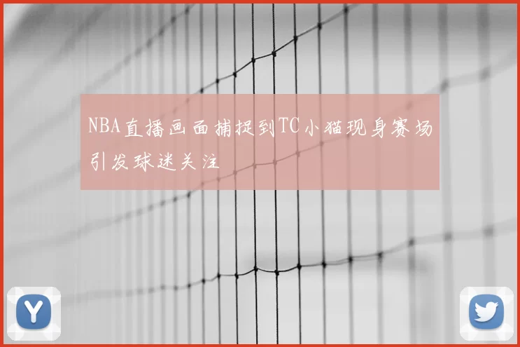 NBA直播画面捕捉到TC小猫现身赛场引发球迷关注
